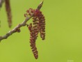 /album/my-local-birding-gallery/willow-catkins-on-my-patch-this-morning-2-jpg/